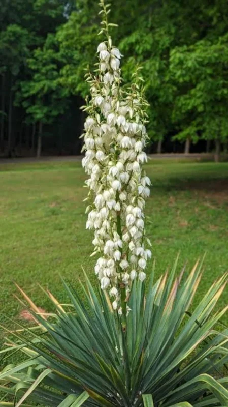 Yucca Filamentosa Live Plant - Mature Shrub 1+ ft - Outdoor Evergreen - Image 1