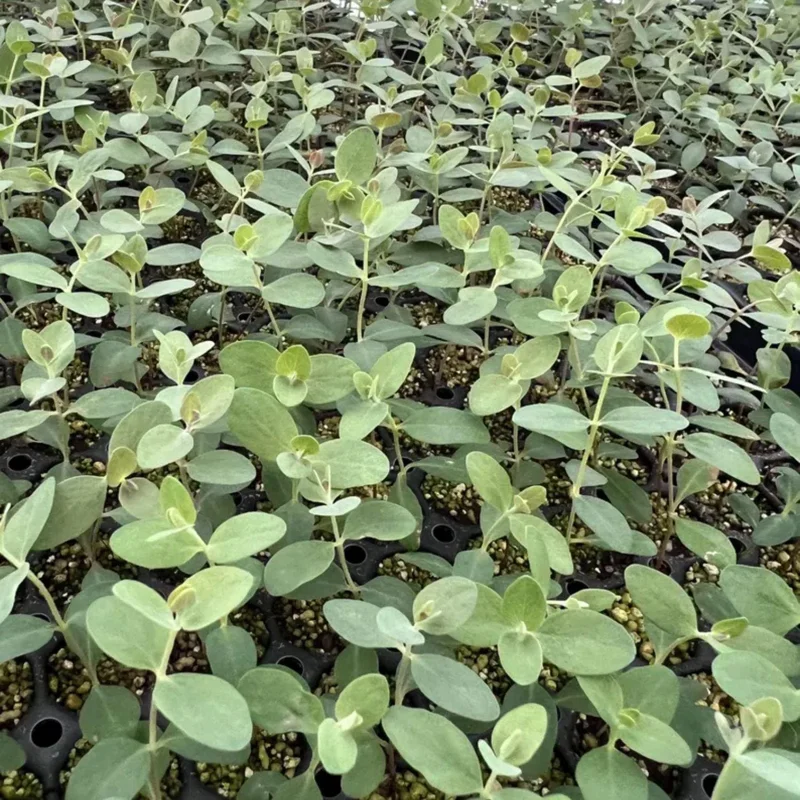 Baby Blue Eucalyptus Live Plant – Fragrant Blue-Green Foliage – 3-inch Pot - Image 2
