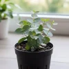 Baby Blue Eucalyptus Live Plant – Fragrant Blue-Green Foliage – 3-inch Pot - Image 1