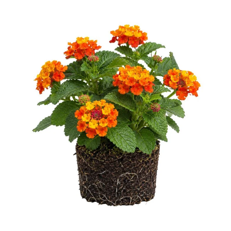 Colorful Lantana Live Plant - Easy Care Outdoor Flowering Garden Shrub Colorful Lantana Live Plant - Easy Care Outdoor Flowering Garden Shrub - Image 3