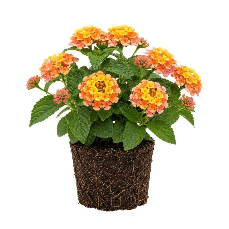 Colorful Lantana Live Plant - Easy Care Outdoor Flowering Garden Shrub Colorful Lantana Live Plant - Easy Care Outdoor Flowering Garden Shrub - Image 4