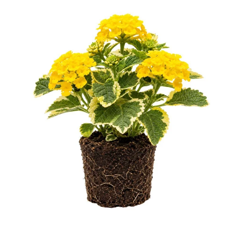 Colorful Lantana Live Plant - Easy Care Outdoor Flowering Garden Shrub Colorful Lantana Live Plant - Easy Care Outdoor Flowering Garden Shrub - Image 5