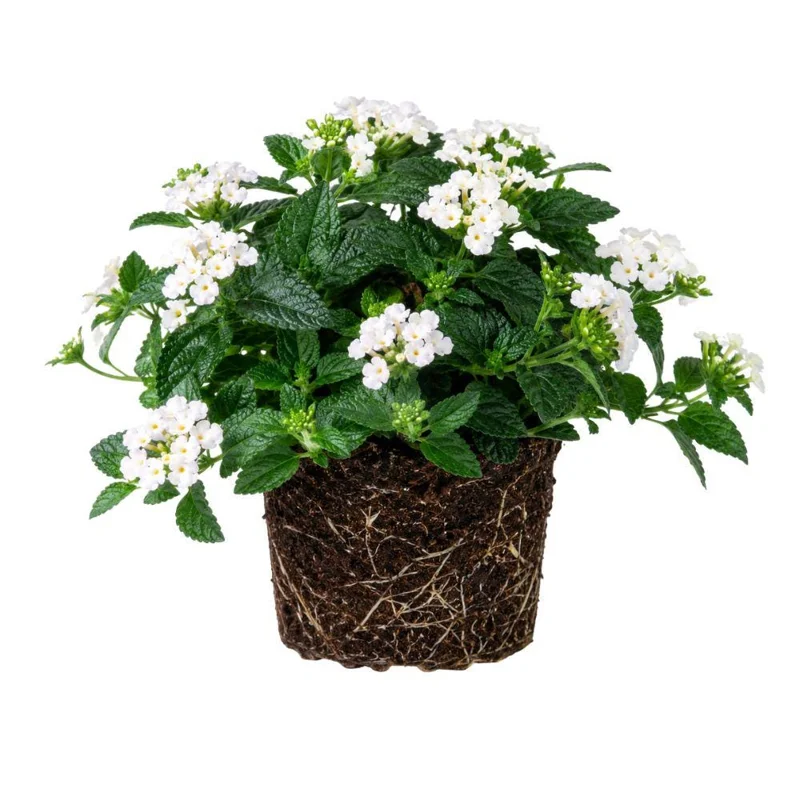 Colorful Lantana Live Plant - Easy Care Outdoor Flowering Garden Shrub Colorful Lantana Live Plant - Easy Care Outdoor Flowering Garden Shrub - Image 6