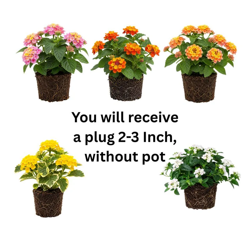 Colorful Lantana Live Plant - Easy Care Outdoor Flowering Garden Shrub Colorful Lantana Live Plant - Easy Care Outdoor Flowering Garden Shrub - Image 9