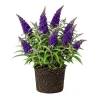 Deep Purple Buddleja Live Plant – Vibrant Lavender Bush for Pollinators – Outdoor - Image 1