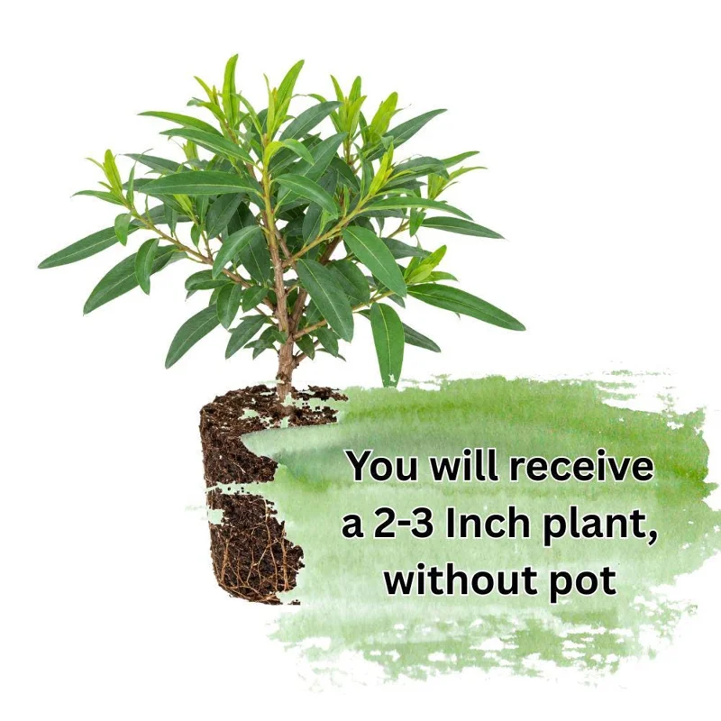 Eucalyptus Lemon Bush Live Plant – Fragrant Garden Plant – Easy Beginner - Image 2