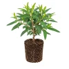 Eucalyptus Lemon Bush Live Plant – Fragrant Garden Plant – Easy Beginner - Image 1