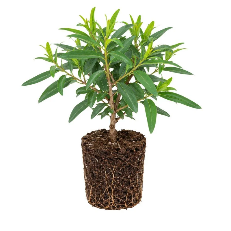 Eucalyptus Lemon Bush Live Plant – Fragrant Garden Plant – Easy Beginner - Image 1