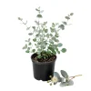Eucalyptus Silver Drop Live Plant - 3 Inch Pot, Silver Foliage, Indoor/Outdoor Starter - Image 1