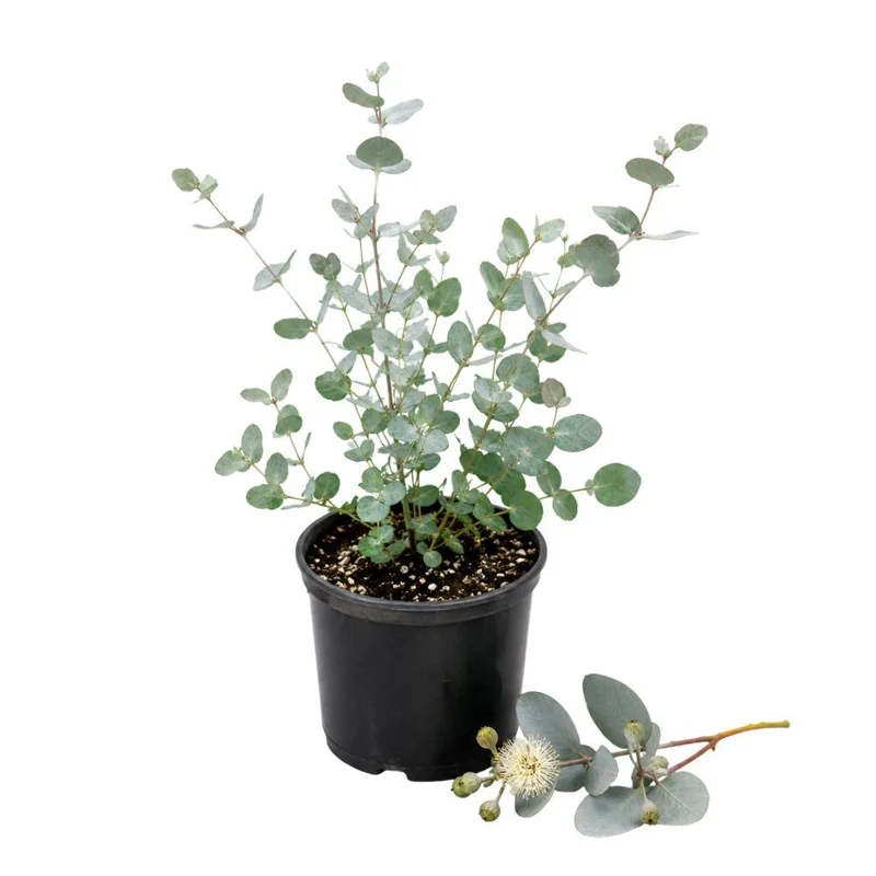 Eucalyptus Silver Drop Live Plant - 3 Inch Pot, Silver Foliage, Indoor/Outdoor Starter - Image 1