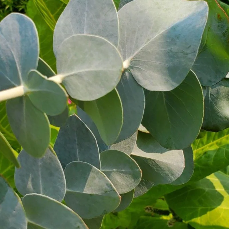 Eucalyptus Silver Drop Live Plant - 3 Inch Pot, Silver Foliage, Indoor/Outdoor Starter - Image 2