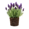 Grosso Lavender Live Starter Plant - Lavandula Intermedia, Hardy Perennial - Image 1