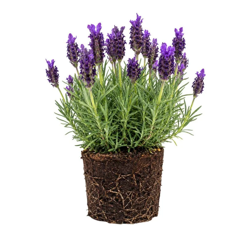 Grosso Lavender Live Starter Plant - Lavandula Intermedia, Hardy Perennial - Image 1