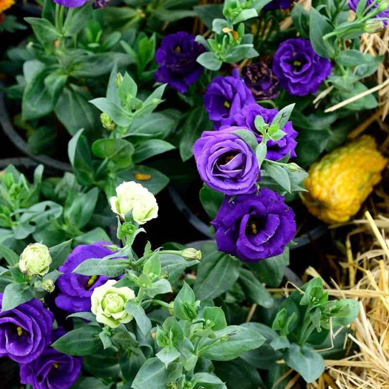 Mixed Lisianthus Plug Plant – Live Eustoma Flower Mix – Assorted Color Blooms - Image 2