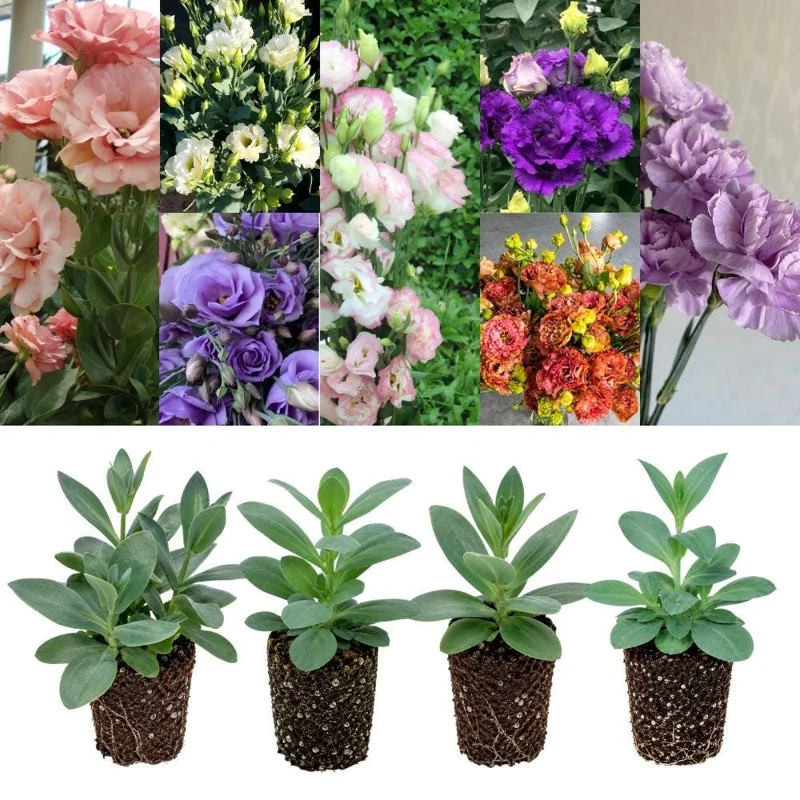 Mixed Lisianthus Plug Plant – Live Eustoma Flower Mix – Assorted Color Blooms - Image 1