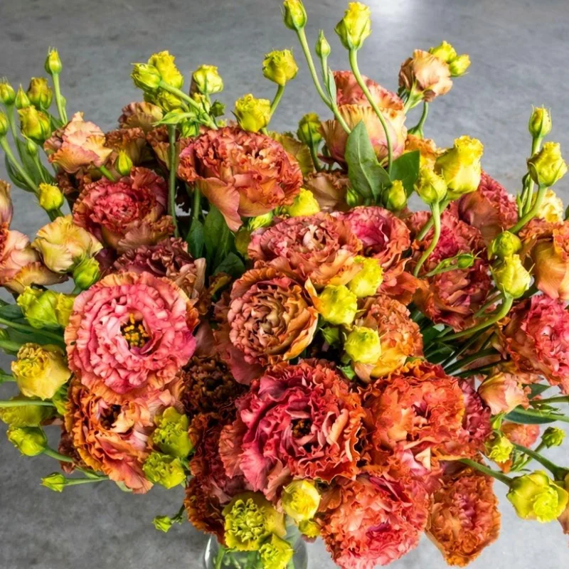 Terracotta Lisianthus Plug Plants - Live Eustoma Flowers - Set of 2 - Image 2
