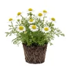 White Chamomile Live Plant Plug - Fragrant Herb Garden Plant, Beginner Friendly - Image 1