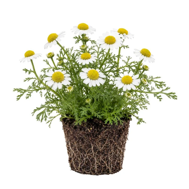 White Chamomile Live Plant Plug - Fragrant Herb Garden Plant, Beginner Friendly - Image 1